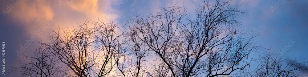 Silhouettes of a tree on the background of a beautiful winter sky Silhouettes of a tree on the background of a beautiful winter sky