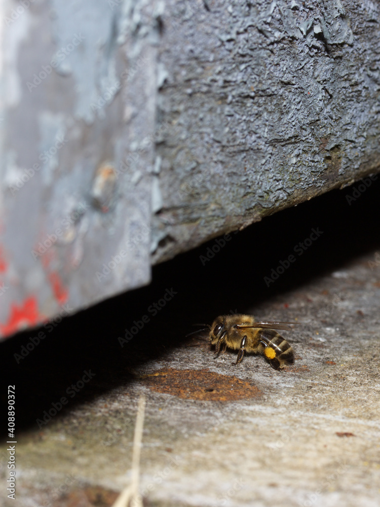 bee (Apis mellifica) enters the hive with pollen. bee (Apis mellifica) enters the hive with pollen.