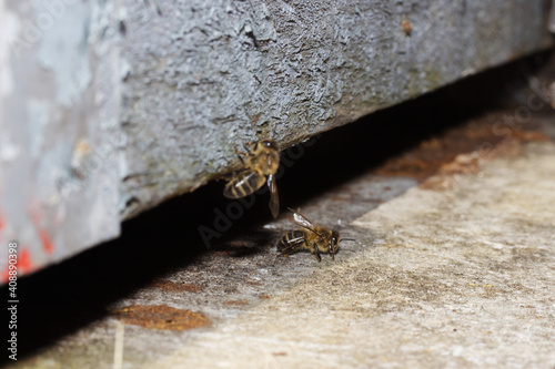 Two Bees (Apis mellifica) guard the door of the hive. photo