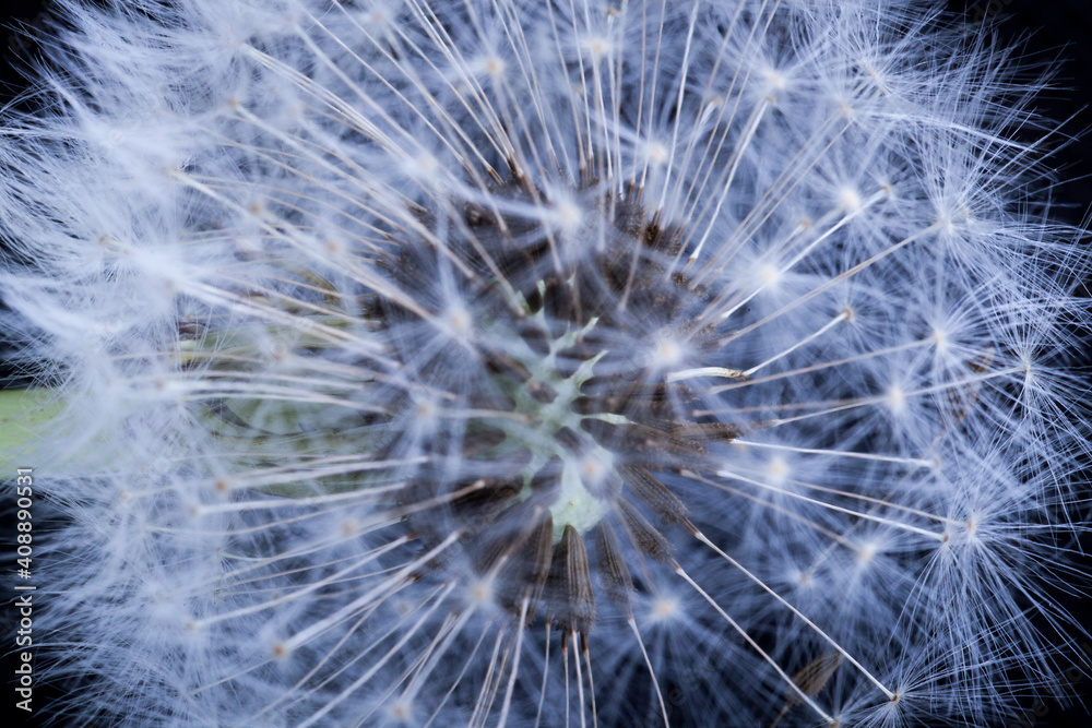 Fototapeta premium dandelion or taraxacum