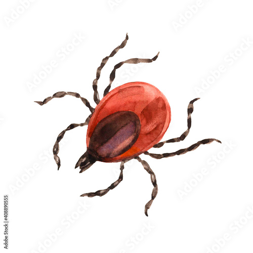 red european forest mite, parasite insect, ixodes ricinus, infection carrier, bloodsucker, color illustration isolated on a white background in hand drawn and watercolor technique