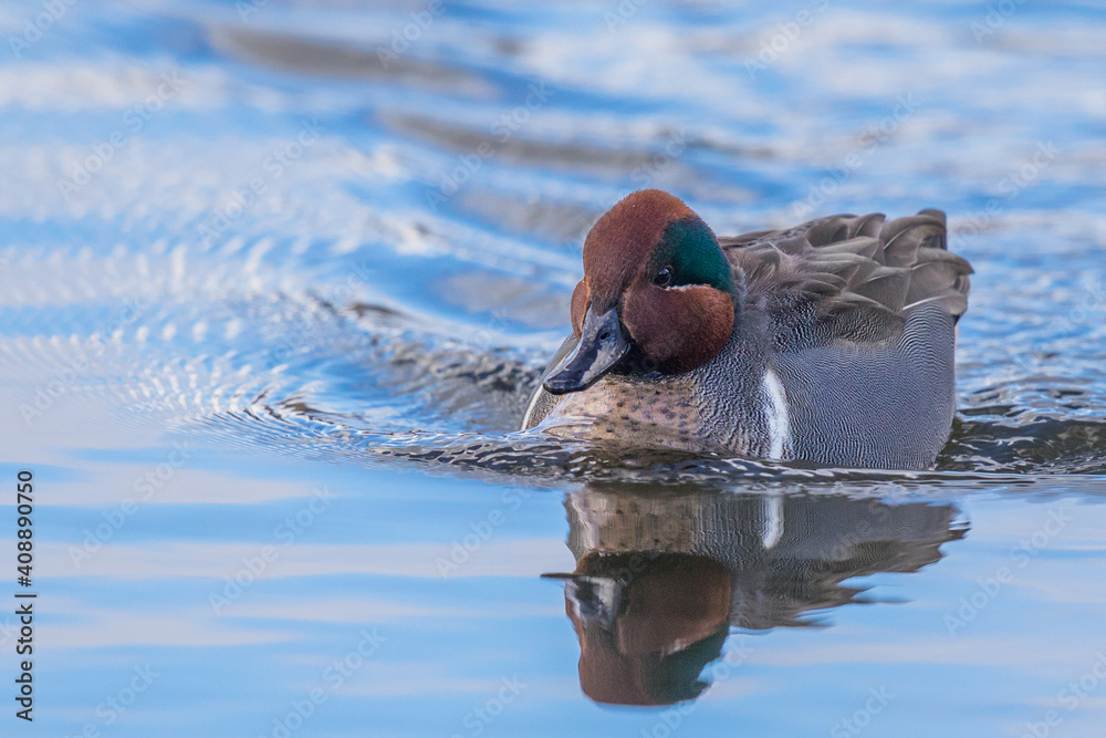 Drake Green-Winged Teal Duck Hunts for Tasty Emerging Mosquito Nymphs Drake Green-Winged Teal Duck Hunts for Tasty Emerging Mosquito Nymphs