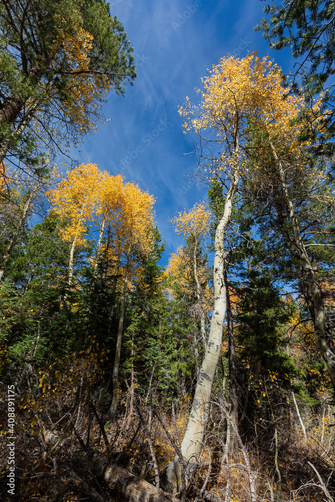 Fototapeta premium Aspen near Lake Tahoe