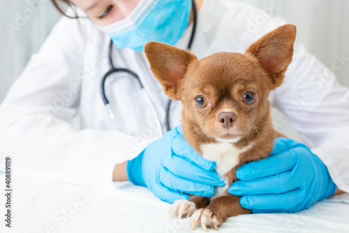 A veterinarian examines a chihuahua puppy with a stethoscope. Selective focus on the dog.
