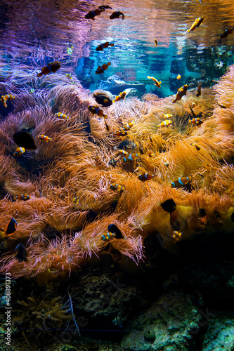 Reef onderwater photo