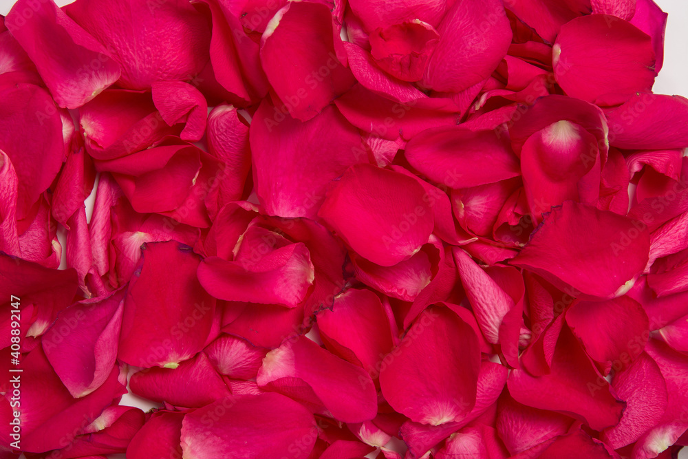 Naklejka premium background and texture of bright red rose petals. copy space.