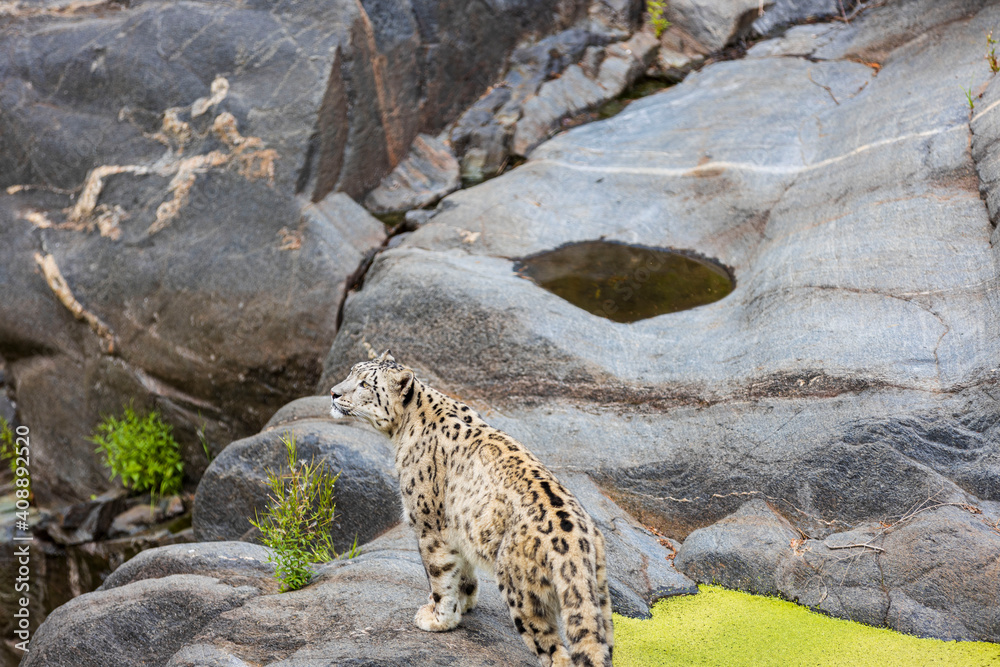 Close up view of wild leopard near water in stone indentation. Close up view of wild leopard near water in stone indentation.