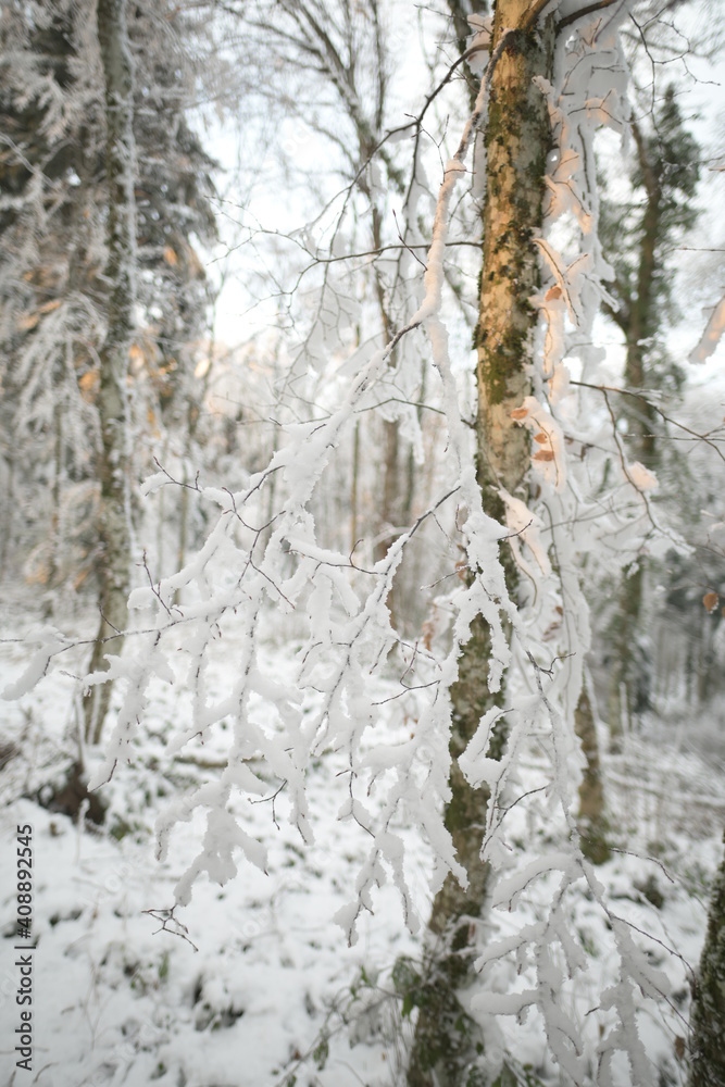 Branches recouvertes de neige Branches recouvertes de neige