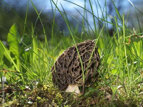 Speisemorchel in einer Frühlingswiese