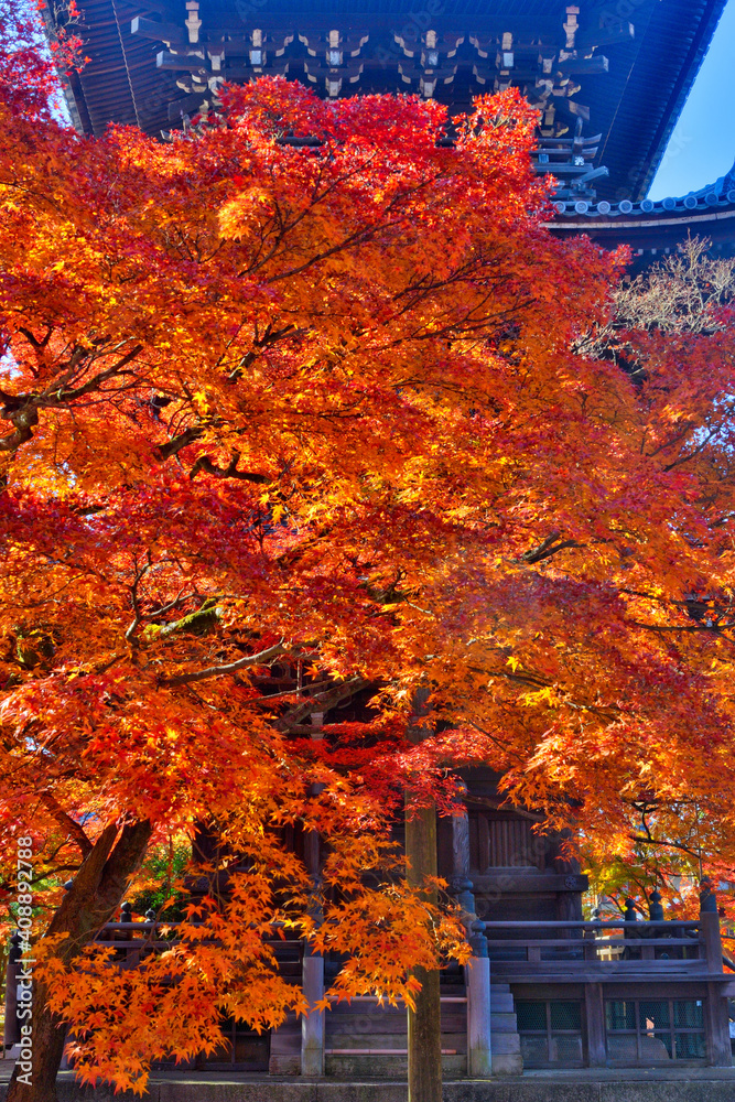 真如堂の紅葉