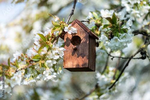 Birdhouse in spring with blossom cherryflower photo