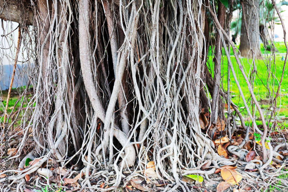 roots of ficus tree in Cadiz capital, Andalusia. Spain. Europe roots of ficus tree in Cadiz capital, Andalusia. Spain. Europe