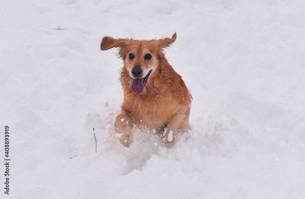un perro labrador corriendo en la nieve un perro labrador corriendo en la nieve