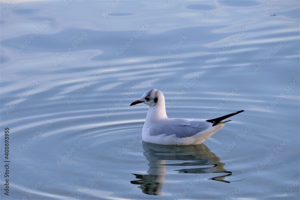 Seagull swim on the lake Seagull swim on the lake