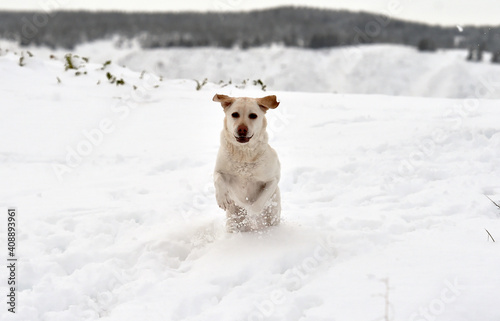 un perro labrador corriendo en la nieve