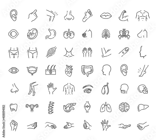 Set of vector line icons of anatomy