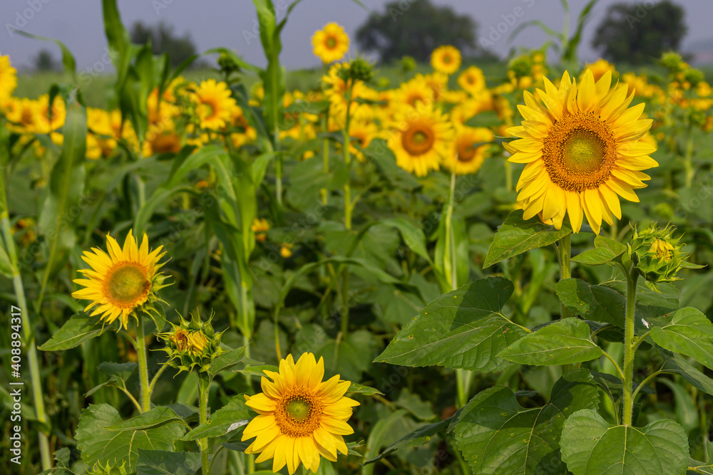 Pattadakai, Karnataka, India - November 7, 2013: Closeup of yellow sunflowers surrounded by green leaves and fading flowers in back. Pattadakai, Karnataka, India - November 7, 2013: Closeup of yellow sunflowers surrounded by green leaves and fading flowers in back.