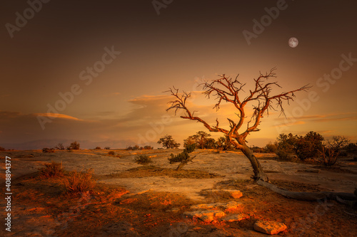 Single tree at sunset with the full moon behind in the Dead Horse Point State Park  Utah