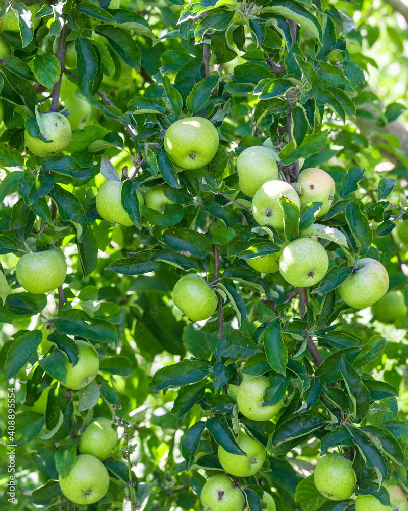 Green ripe apples grows on a branch among the green foliage