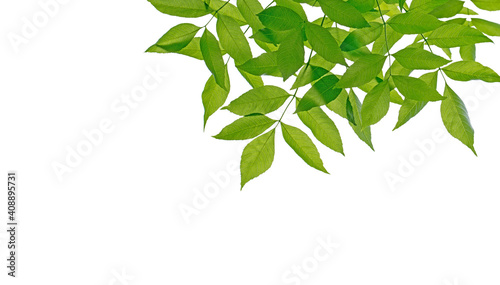 Green leaves on white isolated background frame and isolated spring leaf.