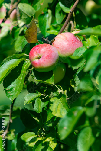 Red ripe apples grows on a branch among the green foliage