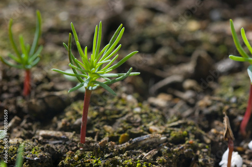  Germling of giant sequoia