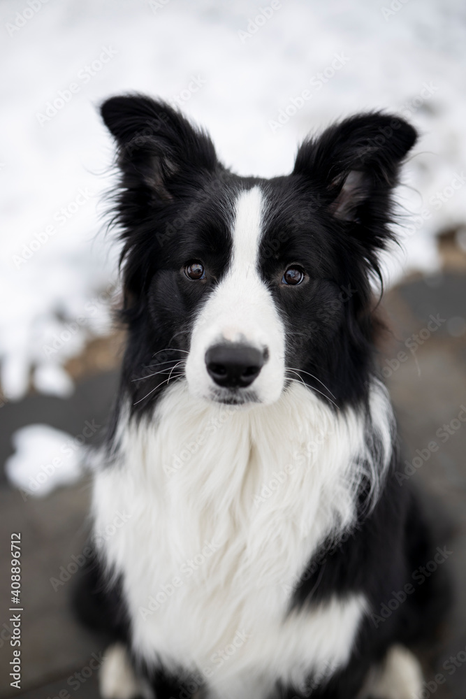 A young adult pure border collie dog outdoors in the winter. A young adult pure border collie dog outdoors in the winter.