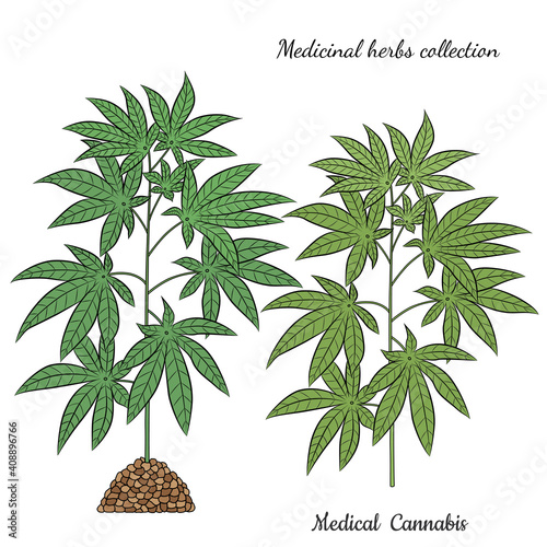 Medicinal herbs collection. Vector illustration with medical plant cannabis on a white background