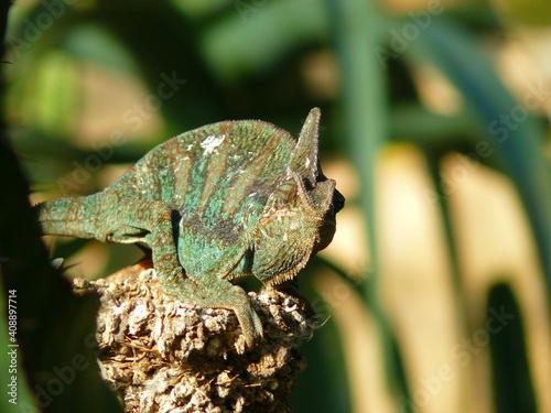 chameleon on a tree