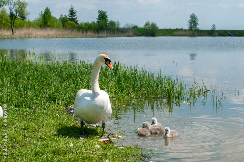 Obraz premium pair of swans with little swans