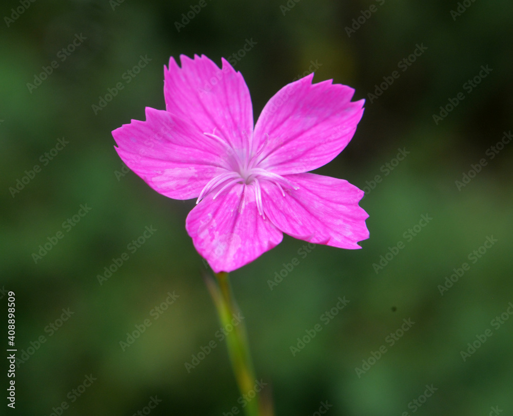 In nature, carnation blooms among herbs (Dianthus)