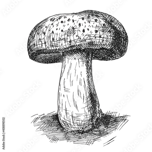 Mushroom portobello growing in wildlife. Vintage vector monochrome hatching illustration isolated