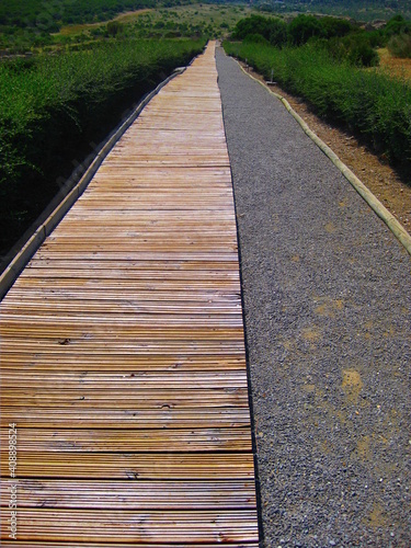 wooden in the forest