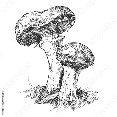 Mushroom suillus growing in wildlife. Vintage vector monochrome hatching illustration isolated