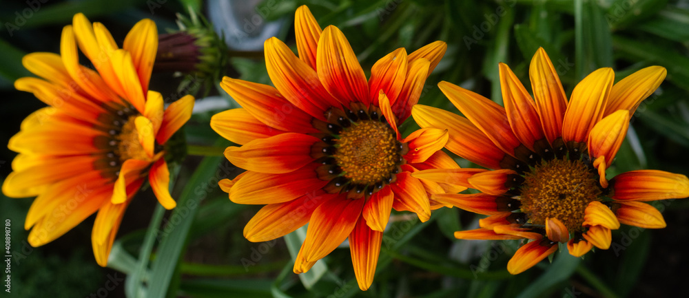 Beautiful Orange Flower Beautiful Orange Flower