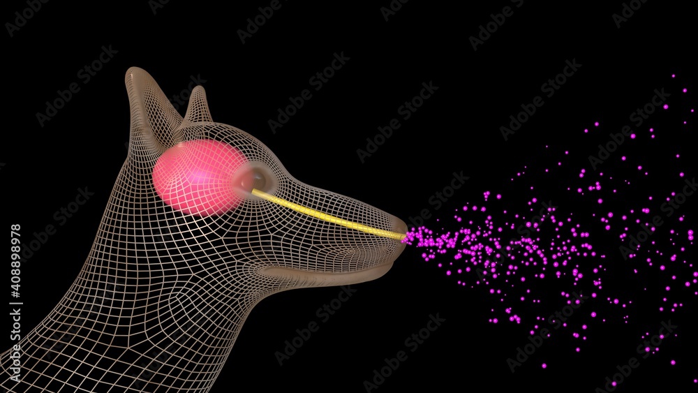 Dog inhaling molecules through nose . Scent molecules entering nasal passage of canine. Odor