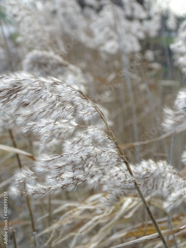 grass in the snow