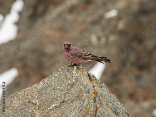 The Great Sayan Ridge. A male of Spotted great rosefinch (Carpodacus rubicilla) on a rock. photo