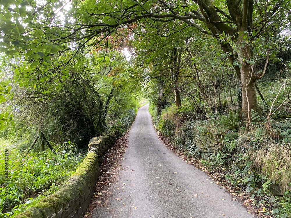 Fototapeta premium Kennel Lane, with moss covered dry stone walls, wild plants, and trees in, Ripponden, UK