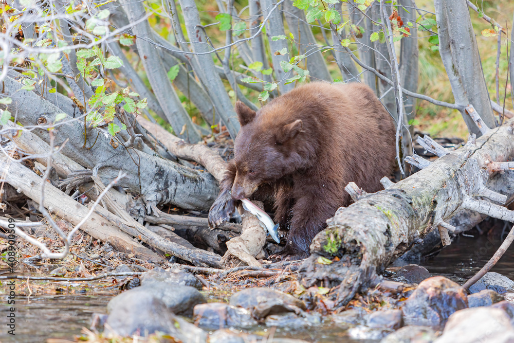 Close up shot of a Bear hunting fish in Lake Tahoe Close up shot of a Bear hunting fish in Lake Tahoe