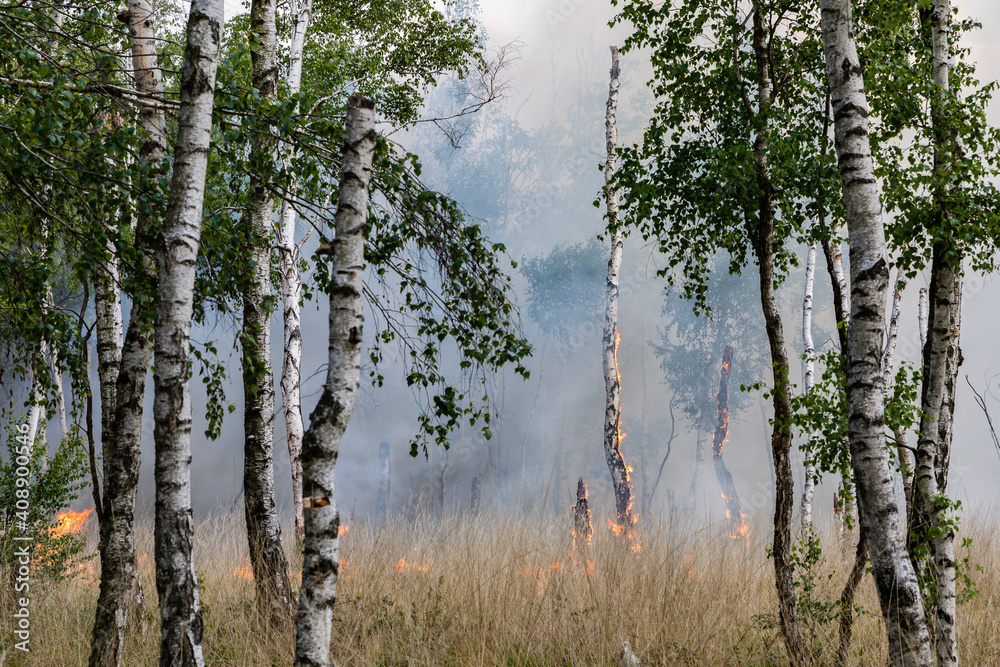 Obraz premium Waldbrand in Brandenburg