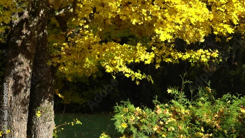 Dry leaves fall from a yellow autumn tree. sunny day, 4k