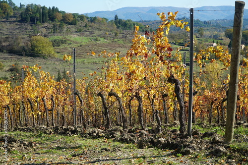  firenze vigneti a san casciano    photo