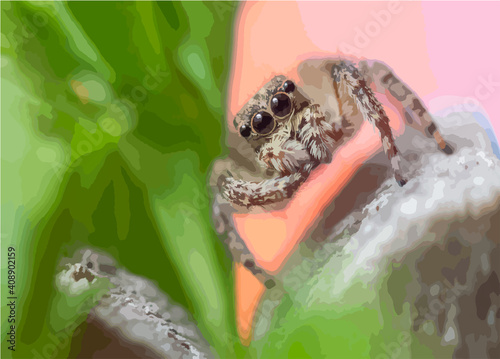 Gray wall jumping spider, Menemerus bivittatus spider