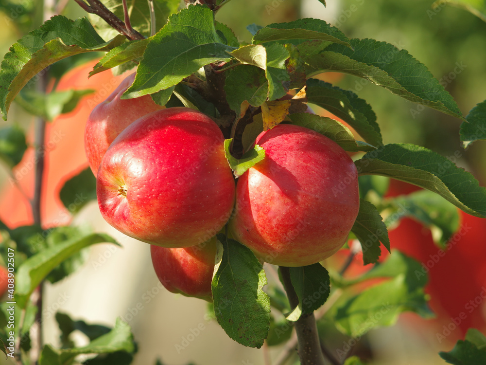 Obraz premium Ripe juicy apples