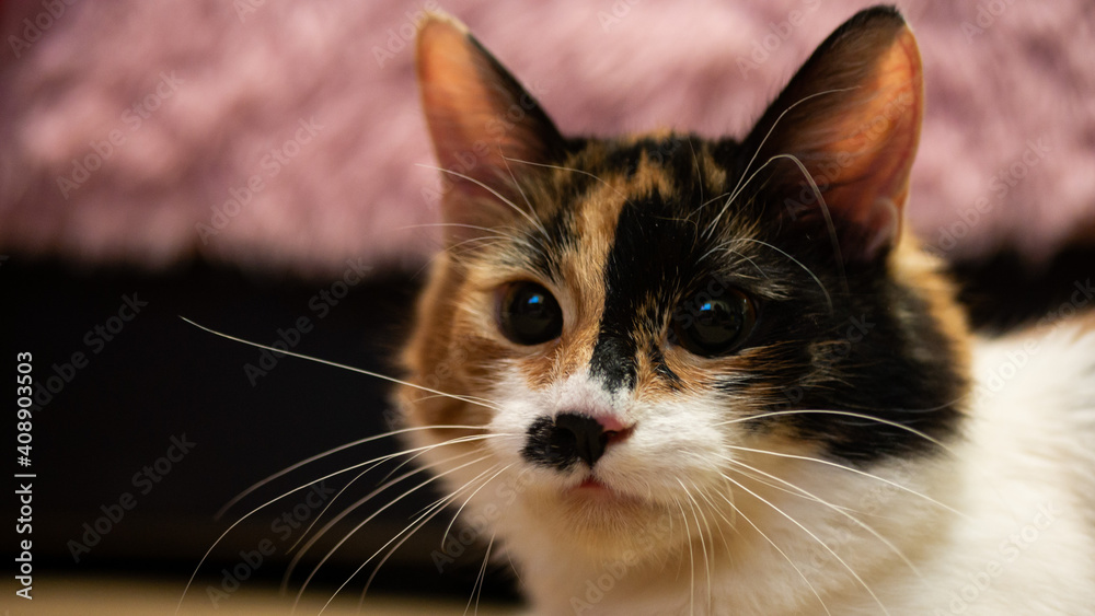 Multi-colored cat with a black spot on the muzzle, portrait of a cat on a colored blurred background Multi-colored cat with a black spot on the muzzle, portrait of a cat on a colored blurred background