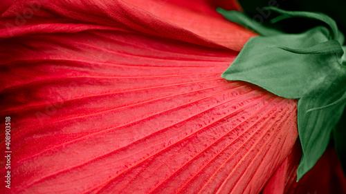 A striped red lily's petal in green leaves was shot in macro style. Rich photo-banner of a tropical flower for your design. There is a space for a text.