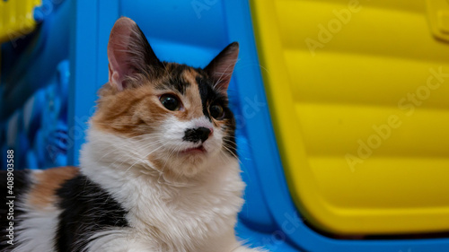 Multi-colored cat with a black spot on the muzzle, portrait of a cat on a colored blurred background