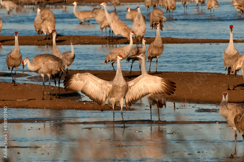 Sandhill crane on Platte River at sunrise;  near Kearney, Nebraska
