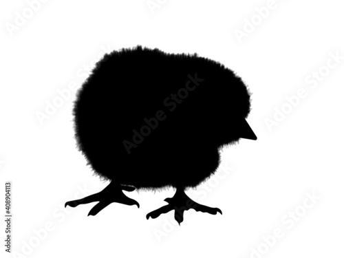 Young and newly hatched chicken chick from the easter egg, easter chick. Real silhouette.